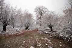 冬天树山覆盖新鲜的雪美丽的景观分支机构树覆盖雪山路高加索地区阿塞拜疆