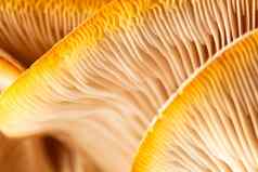 蘑菇模式设计牡蛎蘑菇健康的吃生态食物素食者背景软焦点