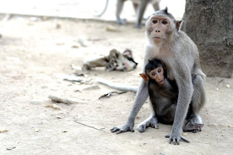 可爱的猴子妈妈。猴子