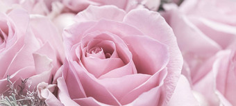 苍白的粉红色的<strong>玫瑰</strong>宏花背景假期设计