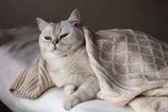 白色英国猫睡眠白色床上白色针织毯子