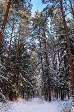 雪冬天森林阳光明媚的一天白雪覆盖的梳理松树背景蓝色的天空