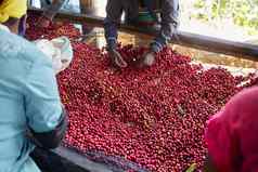 非洲工人挑选新鲜的咖啡豆子洗站