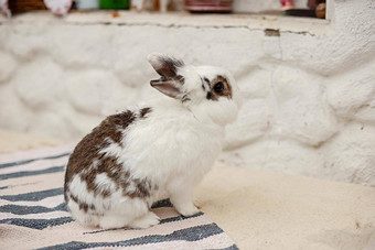 可爱的小装饰白色灰色的兔子