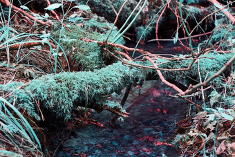 红外小溪闪光红色的火表面水蒂尔绿色莫斯地面日志十字架