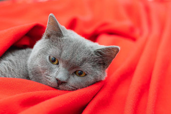 灰色的猫红色的格子宠物文章猫英国猫