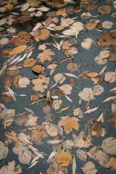 棕色（的）秋天树叶停滞不前的水池塘公园秋天周一早....完整的抑郁症忧郁的悲伤蓝调悲伤特写镜头