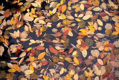 明亮的秋天叶子池塘秋天城市公园特写镜头