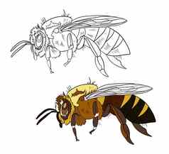 插图着色书颜色黑色的白色画蜜蜂白色孤立的背景