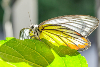 橙色金cepora尤迪思马来亚弗鲁斯托弗传播翅膀小灌木