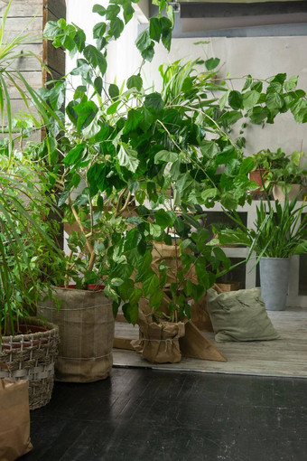 片段室内各种室内植物石膏雕塑城市丛林概念亲生物设计