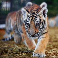 老虎幼崽玩年轻的老虎