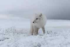 北极狐狸冬天时间西伯利亚苔原