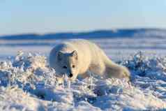 北极狐狸冬天时间西伯利亚苔原