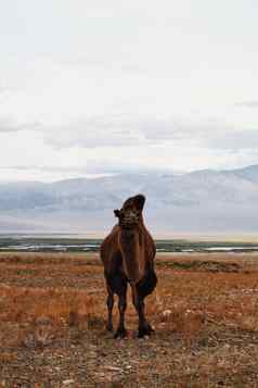 大夏的骆驼大草原蒙古运输游牧群动物牧场