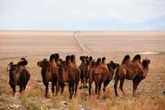 大夏的骆驼大草原蒙古运输游牧群动物牧场
