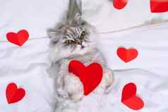 美丽的灰色波斯猫说谎白色床上红色的心宠物爱概念