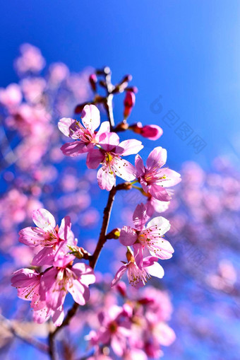 关闭粉红色的樱花开花美丽的粉红色的花王老虎树泰国樱桃开花野生喜玛拉雅樱桃美丽的粉红色的樱花花府洛姆游荡泰国