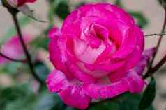 粉红色的玫瑰花绿色叶子花园