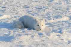 野生北极狐狸说谎苔原冬天时间有趣的北极狐狸玩