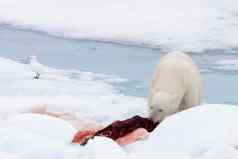 极地熊吃密封包冰
