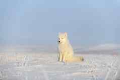 北极狐狸狐lagopus王尔德苔原北极狐狸坐着