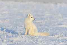北极狐狸狐lagopus王尔德苔原北极狐狸坐着