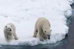 极地熊熊属maritimus妈妈。幼崽包冰北斯瓦尔巴特群岛北极挪威