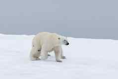 极地熊受伤的包冰北斯瓦尔巴特群岛北极挪威