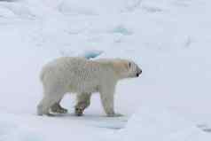 野生极地熊幼崽包冰北斯瓦尔巴特群岛北极挪威