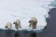 极地熊熊属maritimus妈妈。双胞胎幼崽包冰北斯瓦尔巴特群岛北极挪威