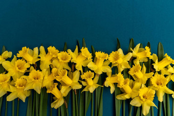 大花束黄色的水仙花靛蓝背景复制空间卡背景屏保