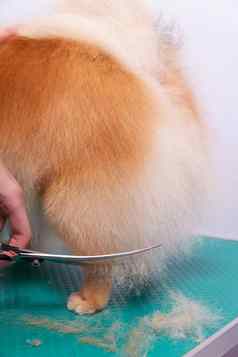 专业美容师需要护理橙色波美拉尼亚的斯帕斯动物美沙龙