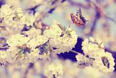 蝴蝶美丽的自然视图春天开花树模糊背景