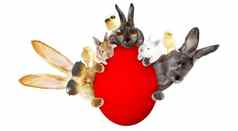 有趣的复活节兔子快乐复活节假期概念