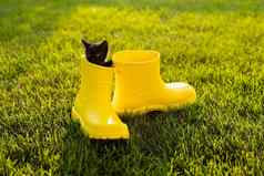 有趣的黑色的小猫坐着黄色的引导草可爱的图像概念明信片日历小册子宠物