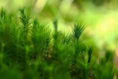 美丽的绿色小莫斯植物宏拍摄特写镜头自然绿色背景概念春天植物区系