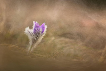 不错的紫色的花春天雨美丽的自然背景春天时间草地<strong>白头翁</strong>花<strong>白头翁</strong>长大的