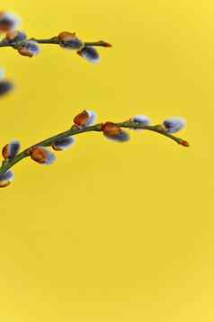 春天背景猫树开花分支机构柳树花开花了复活节春天黄色的背景
