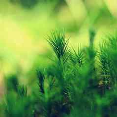 美丽的绿色小莫斯植物宏拍摄特写镜头自然绿色背景概念春天植物区系