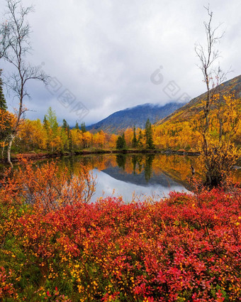 秋天色彩斑斓的苔原背景山山峰多云的天气山景观可乐半岛北极希比尼山