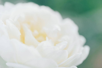 白色散焦模糊玫瑰花背景摘要花背景宏粉红色的花瓣纹理