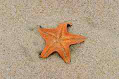 橙色海星海滩沙子夏天假期概念