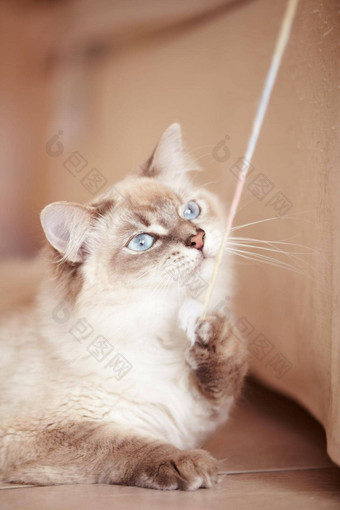 拉拉重复特写镜头拍摄年轻的暹罗猫玩字符串生活房间地板上