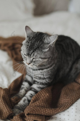 可爱的苏格兰直猫床上首页猫肖像可爱的猫室内拍摄