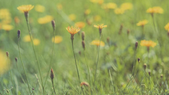 春天草地背景长宽度横幅黄色的花有色软黄色的绿色背景精致的光花背景