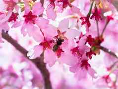 昆虫蜜蜂飞分支樱桃花朵收集花蜜阳光明媚的一天春天授粉