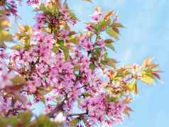分支花朵樱花丰富的开花灌木粉红色的味蕾樱桃花朵春天花春天