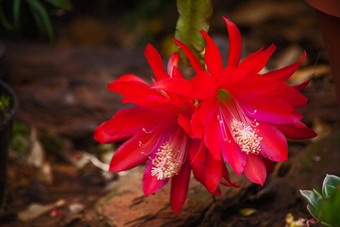 红色的花schlumbergera<strong>昙花</strong>仙人掌