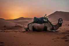 骆驼单峰骆驼动物撒哈拉沙漠沙漠日落沙子沙丘